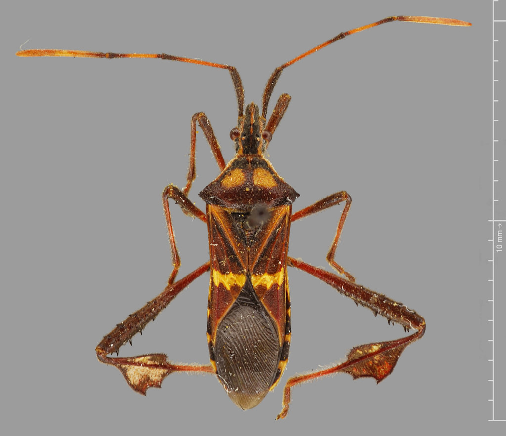 Leptoglossus grenadensis