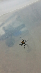 Latrodectus tredecimguttatus