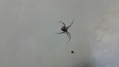 Latrodectus tredecimguttatus