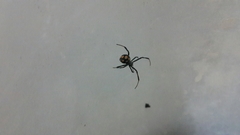 Latrodectus tredecimguttatus