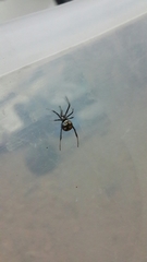 Latrodectus tredecimguttatus