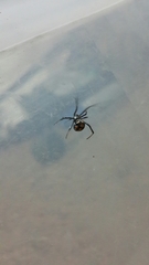 Latrodectus tredecimguttatus