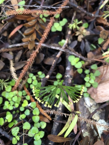 Schizaea dichotoma observed 2025-08-15