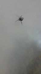 Latrodectus tredecimguttatus