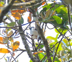 Calicalicus madagascariensis