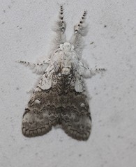 Calliteara farenoides