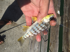Conodon nobilis