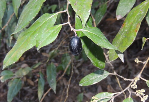 Forest Maple (Cryptocarya rigida)