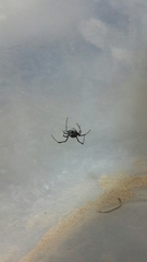 Latrodectus tredecimguttatus