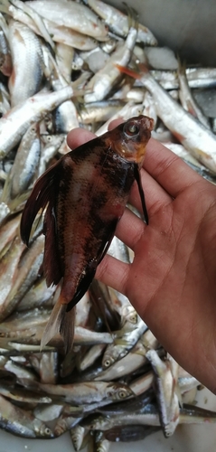 Chinese sucker (Myxocyprinus asiaticus) — Catostomidae — 2