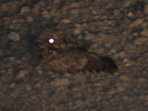 iNaturalist observation 2025-08-14