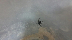 Latrodectus tredecimguttatus