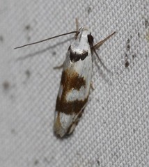 Plectophila pyrgodes