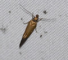 Delexocha ochrocausta