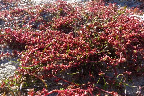Crassula moschata