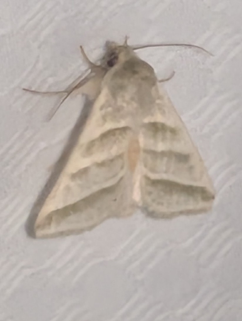 Subflexus Straw Moth