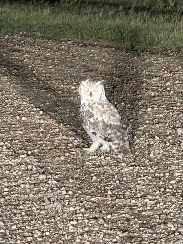Great Horned Owl