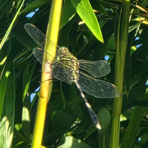 Slender Skimmer