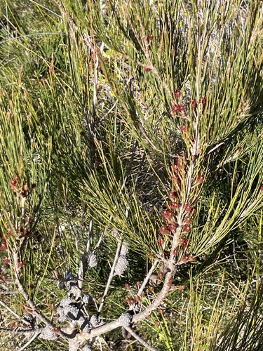 Allocasuarina emuina observed 2025-08-15