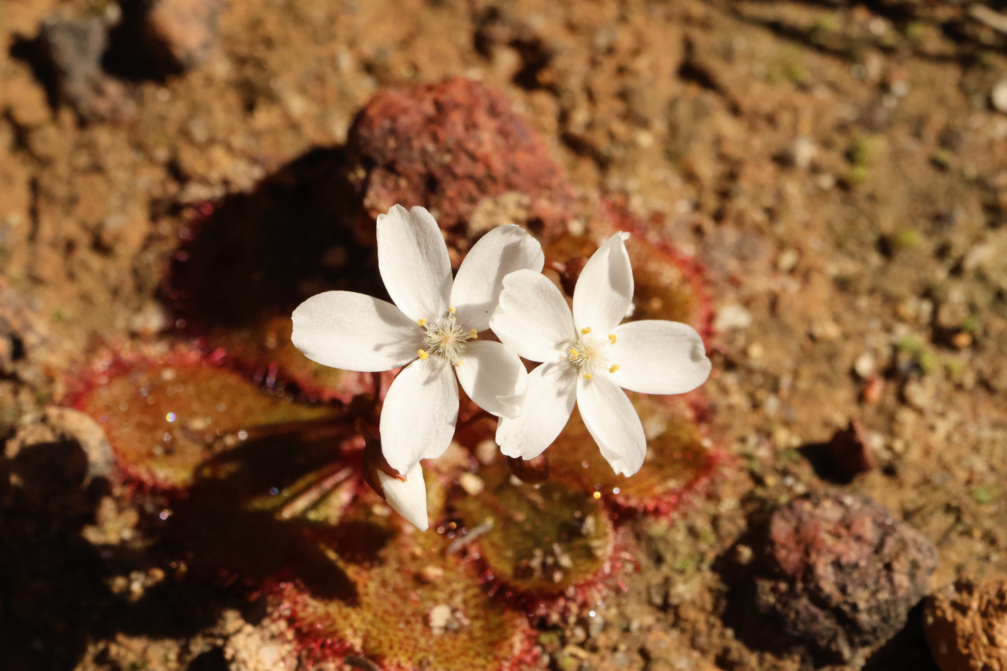 Drosera monantha (Lowrie & Carlquist) Lowrie