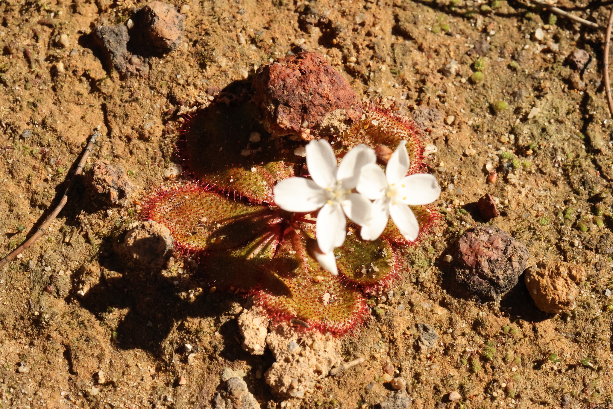 Drosera monantha (Lowrie & Carlquist) Lowrie 2