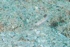 Ctenogobiops feroculus