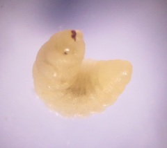 Ormocerinae