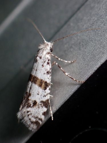 Hawthorn Moth