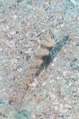 Amblyeleotris guttata