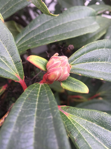 David Viburnum