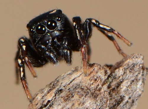 Heliophanus montanus