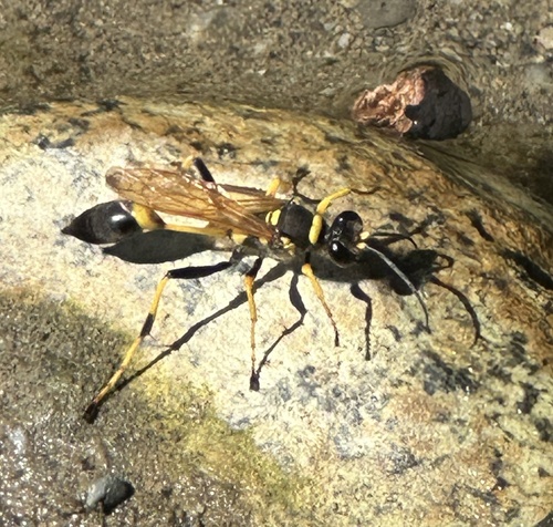 Yellow-legged Mud-dauber Wasp photo 6