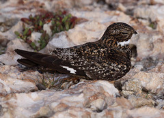 Chordeiles gundlachii