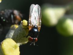 Silba