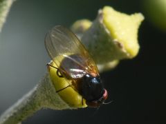 Silba
