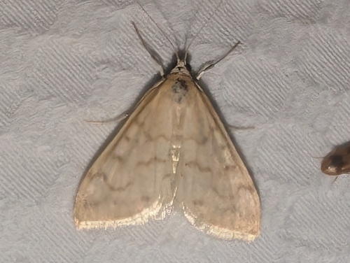 Hahncappsia pergilvalis photo 4