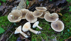 Lactarius fumosus