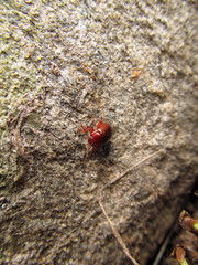 Chrysolina staphylaea