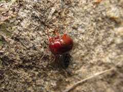 Chrysolina staphylaea