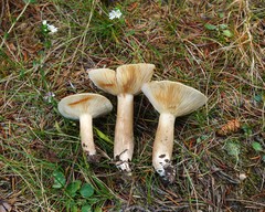 Lactarius fumosus
