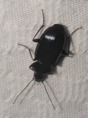 Agonum placidum photo 5