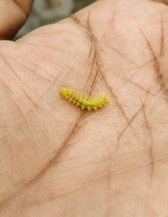 Automeris