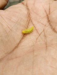 Automeris