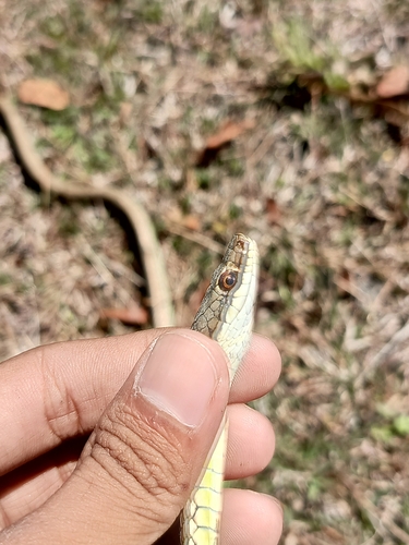 Lesser Sundas bronzeback