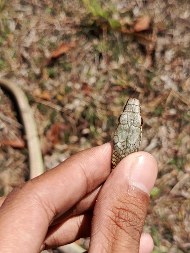 Lesser Sundas bronzeback