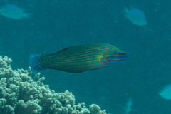 Halichoeres richmondi