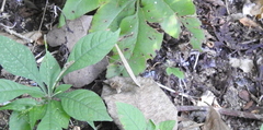 Bistanta mexicana