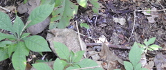 Bistanta mexicana