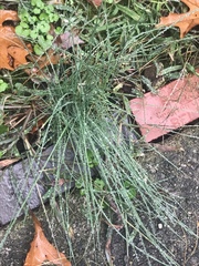 Allium vineale
