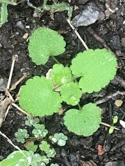 Lamium purpureum